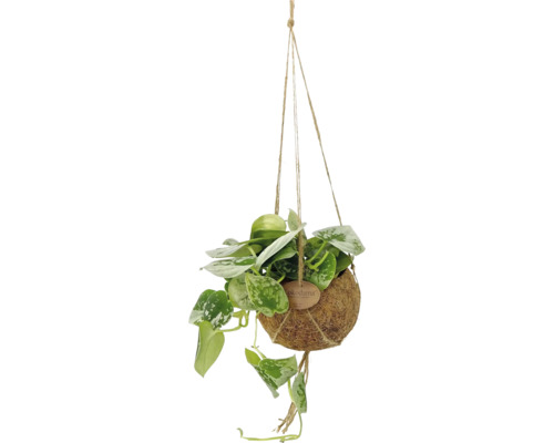 Scindapsus pictus in een Kokodama hangpot van natuurlijke kokosvezels.