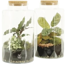 Twee glazen terrariums met kurken deksels, beplant met diverse kamerplanten en mos. experit elements Logo.