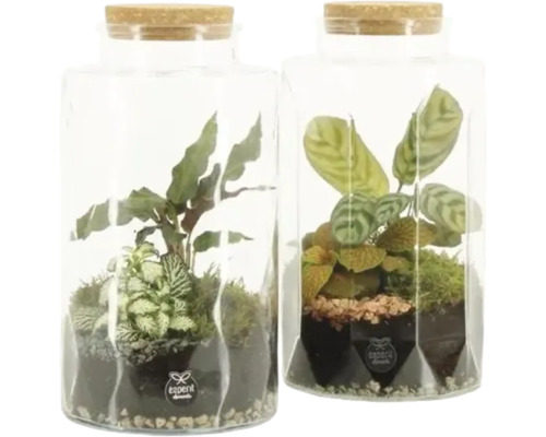 Twee glazen terrariums met kurken deksels, beplant met diverse kamerplanten en mos. experit elements Logo.