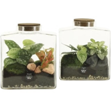 Twee glazen terrariums met verschillende kamerplanten, mos, stenen en aarde, elk met een houten deksel en het expert elements Logo.