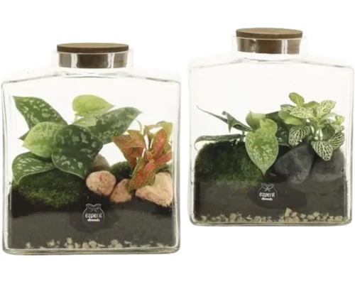 Twee glazen terrariums met verschillende kamerplanten, mos, stenen en aarde, elk met een houten deksel en het expert elements Logo.