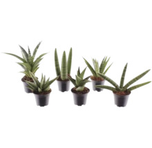 Sansevieria mix, verschillende soorten vrouwentongen in zwarte plastic potten.