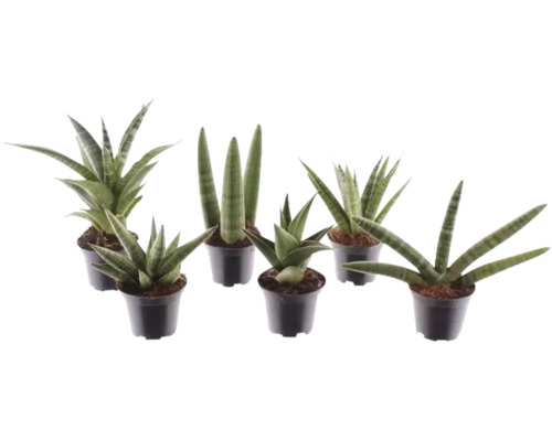 Sansevieria mix, verschillende soorten vrouwentongen in zwarte plastic potten.