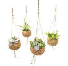 Vier hangende kamerplanten in Kokodama-bollen van kokosvezel aan jutekoorden met Kokodama Logo.