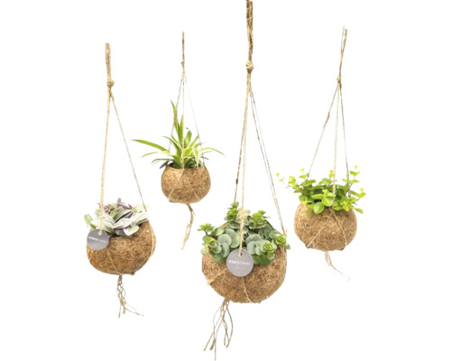 Vier hangende kamerplanten in Kokodama-bollen van kokosvezel aan jutekoorden met Kokodama Logo.