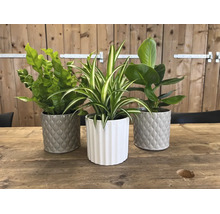 Drie groene kamerplanten, waaronder een nestvaren en een graslelie, in decoratieve keramieken potten op een houten tafel.