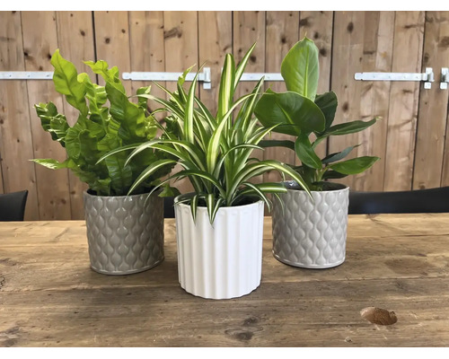 Drie groene kamerplanten, waaronder een nestvaren en een graslelie, in decoratieve keramieken potten op een houten tafel.