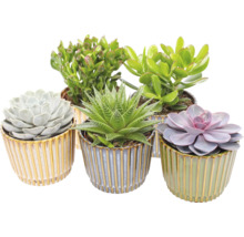 Assortiment vetplanten in decoratieve, verticaal geribbelde keramische potten.