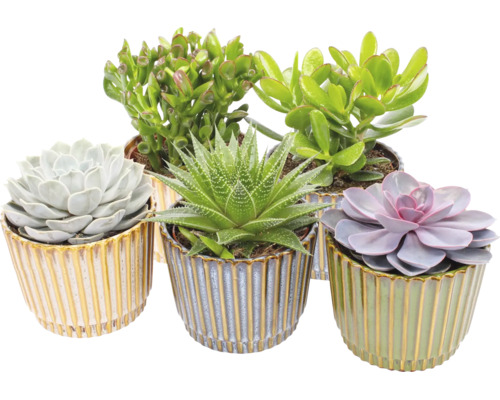 Assortiment vetplanten in decoratieve, verticaal geribbelde keramische potten.