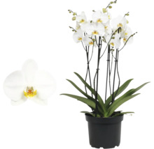 Phalaenopsis orchidee met witte bloemen en groene bladeren in een zwarte kunststof pot.