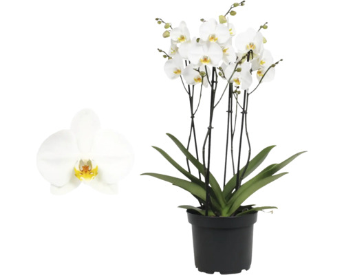 Phalaenopsis orchidee met witte bloemen en groene bladeren in een zwarte kunststof pot.