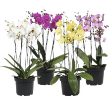 Vier Phalaenopsis orchideeën in zwarte potten met verschillend gekleurde bloemen en groene bladeren.