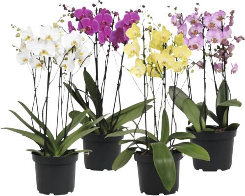 Vier Phalaenopsis orchideeën in zwarte potten met verschillend gekleurde bloemen en groene bladeren.