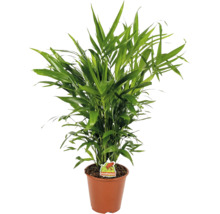 Groene goudpalm in een bruine kunststof pot met Foodieplant Logo.