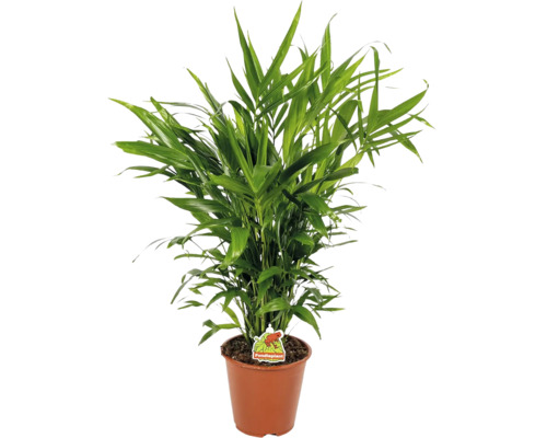 Groene goudpalm in een bruine kunststof pot met Foodieplant Logo.