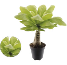 Hawaiiaanse palm Brighamia insignis in pot met dikke stam en brede groene bladeren.