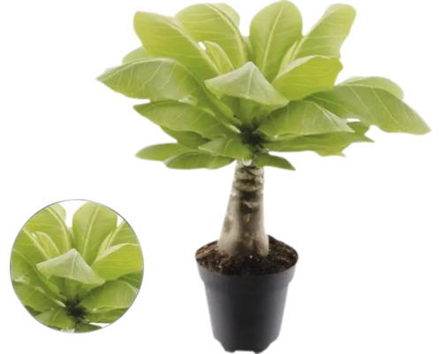 Hawaiiaanse palm Brighamia insignis in pot met dikke stam en brede groene bladeren.