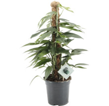 Kamerplant Epipremnum op een mospaal in een kunststof pot.