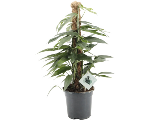 Kamerplant Epipremnum op een mospaal in een kunststof pot.