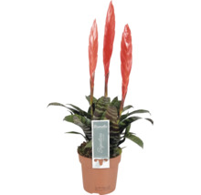 Bromelia Vriesea met drie oranjerode bloeiaren en gestreepte bladeren in een terracotta-kleurige pot.