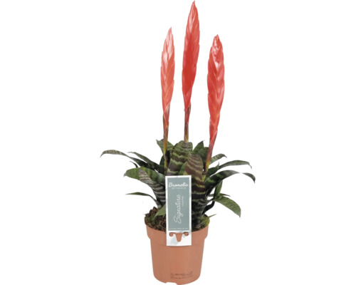 Bromelia Vriesea met drie oranjerode bloeiaren en gestreepte bladeren in een terracotta-kleurige pot.