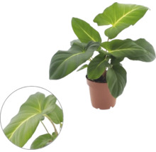 Philodendron in kunststof pot met grote bladeren en detailopname van een blad.