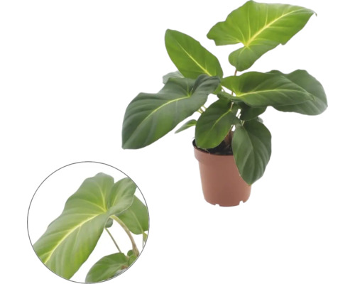 Philodendron in kunststof pot met grote bladeren en detailopname van een blad.
