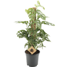 Kamerplant Monstera adansonii met geperforeerde bladeren aan een mosstok in een zwarte kunststof pot.