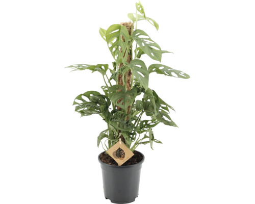 Kamerplant Monstera adansonii met geperforeerde bladeren aan een mosstok in een zwarte kunststof pot.