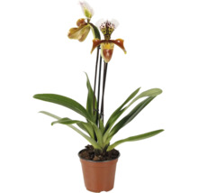 Venusschoentje orchidee Paphiopedilum in pot met twee bloemen en bladeren.