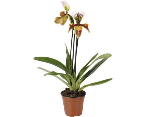 Venusschoentje orchidee Paphiopedilum in pot met twee bloemen en bladeren.