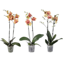 Drie Phalaenopsis orchideeën met elk twee takken in transparante kunststof potten.