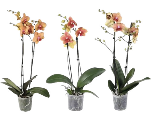 Drie Phalaenopsis orchideeën met elk twee takken in transparante kunststof potten.