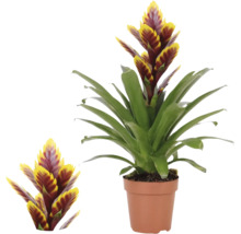 Vriesea Bromelia in kweekpot, kamerplant met geel-rode bloeiwijzen en groene bladeren.