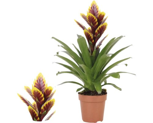 Vriesea Bromelia in kweekpot, kamerplant met geel-rode bloeiwijzen en groene bladeren.