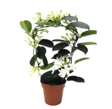 Stephanotis floribunda Madagaskar-jasmijn in pot met klimsteun en witte bloemen.
