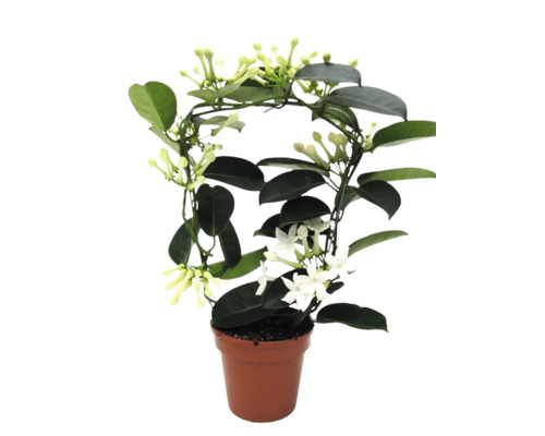 Stephanotis floribunda Madagaskar-jasmijn in pot met klimsteun en witte bloemen.