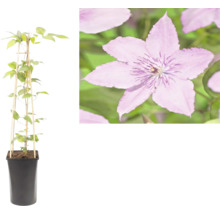 Bosrank Clematis in een zwarte plantenpot met een bamboe klimsteun en een detailopname van de paarse bloem.