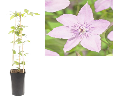 Bosrank Clematis in een zwarte plantenpot met een bamboe klimsteun en een detailopname van de paarse bloem.