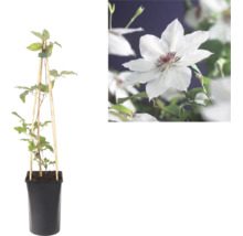 Clematis in pot met houten klimhulp en detailopname van een witte bloem met paars hart.