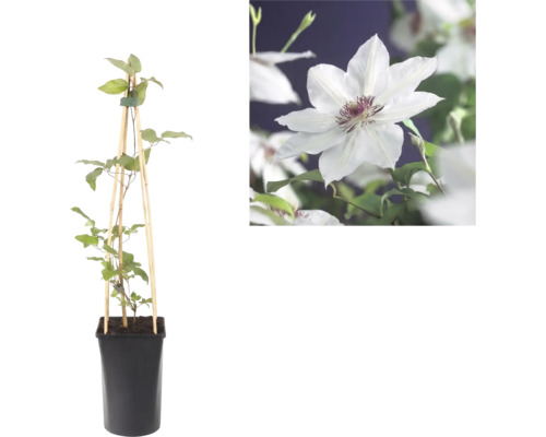 Clematis in pot met houten klimhulp en detailopname van een witte bloem met paars hart.