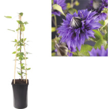 Clematis klimplant in een zwarte pot met een houten klimsteun en een detailopname van zijn violette dubbele bloem.