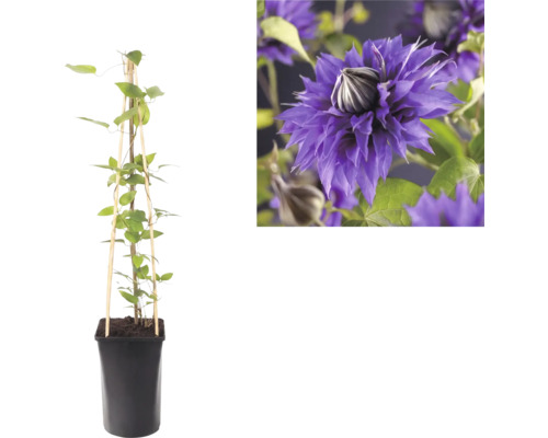 Clematis klimplant in een zwarte pot met een houten klimsteun en een detailopname van zijn violette dubbele bloem.