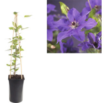 Bosrank Clematis in pot met klimhulp van bamboe en detailopname van de paarse bloemen.