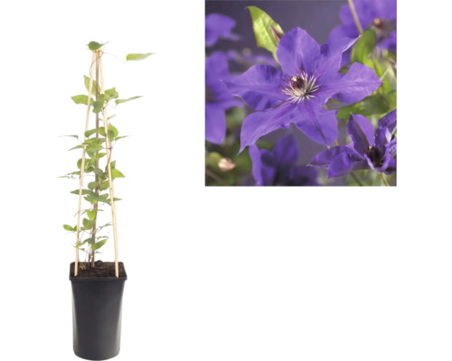 Bosrank Clematis in pot met klimhulp van bamboe en detailopname van de paarse bloemen.