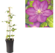 Clematis bosrank in zwarte pot met houten klimsteun en detailopname van een paarse bloem.