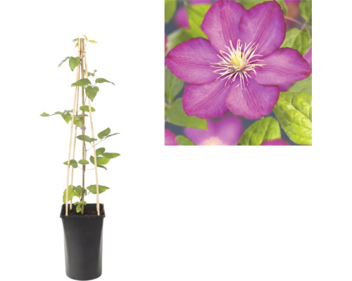 Clematis bosrank in zwarte pot met houten klimsteun en detailopname van een paarse bloem.