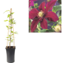 Clematis bosrank in pot met houten klimsteun en detailopname van een donkerrode bloem.