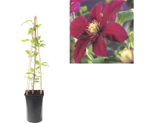 Clematis bosrank in pot met houten klimsteun en detailopname van een donkerrode bloem.