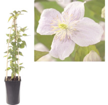 Clematis klimplant in pot met houten klimhulp en detailopname van de bloem.